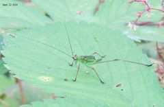 Phaneroptera nigroantennata