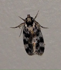 Barea eucapnodes