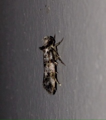 Barea eucapnodes