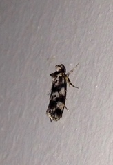 Barea eucapnodes