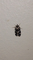 Barea eucapnodes