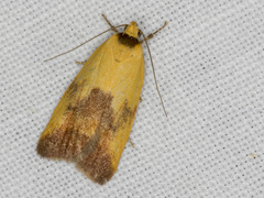 Ageletha hemiteles
