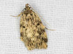 Barea turbatella