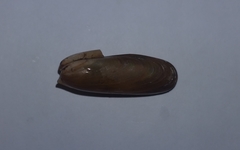 Lithophaga lithophaga