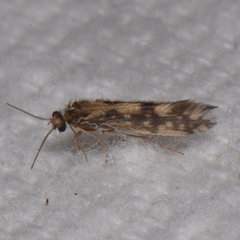 Agraylea