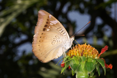 Euthalia aconthea garuda