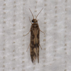 Agraylea