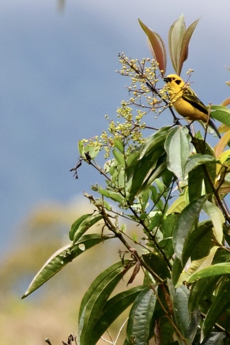 Golden Tanager (Tangara arthus), photo 10