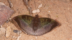 Euthalia monina kesava