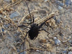 Zachaeus crista