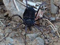 Zachaeus crista