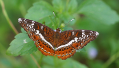 Lebadea martha martha