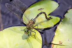 Anax gibbosulus