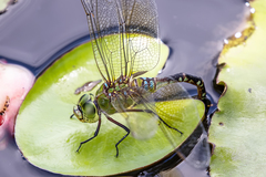 Anax gibbosulus