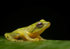 Pseudophilautus asankai