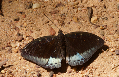 Lexias pardalis jadeitina