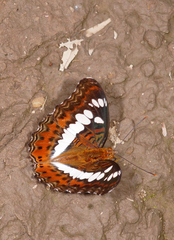 Moduza procris procris