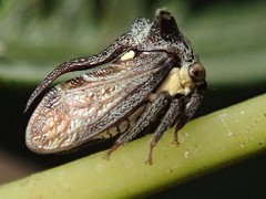 Acanthuchus trispinifer