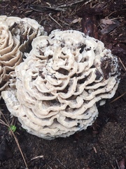 Climacodon dubitativus