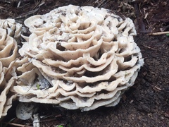 Climacodon dubitativus