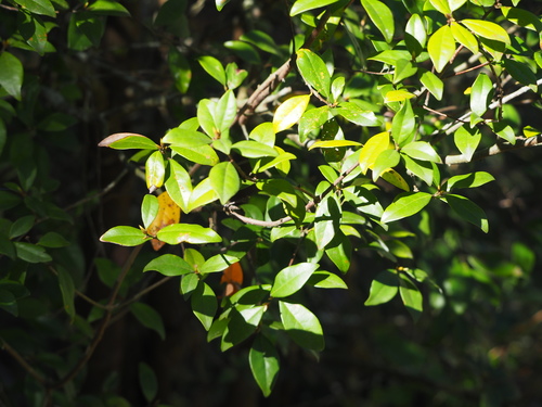 Image of Litsea rotundifolia by no rights reserved
