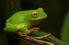 Pseudophilautus ocularis