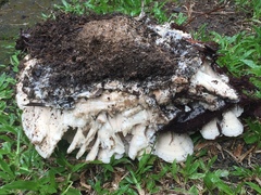 Climacodon dubitativus