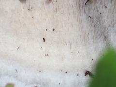 Climacodon dubitativus