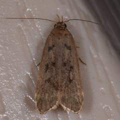 Anacampsis rhoifructella