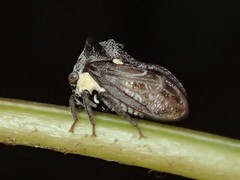 Acanthuchus trispinifer