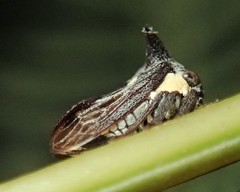 Acanthuchus trispinifer