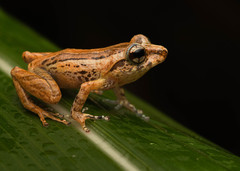 Pseudophilautus hypomelas