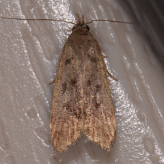 Anacampsis rhoifructella