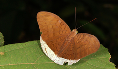 Tanaecia julii odilina