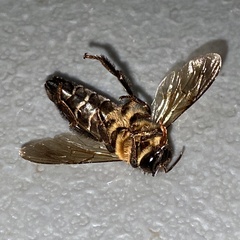 Apis dorsata breviligula