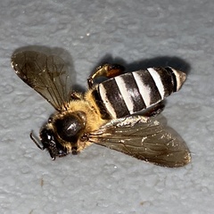 Apis dorsata breviligula