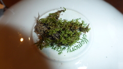 Ctenidium molluscum