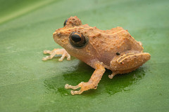 Pseudophilautus bambaradeniyai