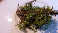 Ctenidium molluscum