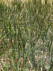 Typha capensis