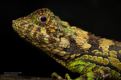 Ceratophora erdeleni