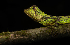 Ceratophora erdeleni