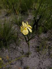 Moraea anomala