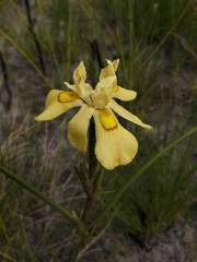 Moraea anomala