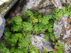 Tripleurospermum caucasicum