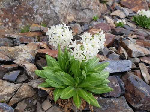 Primula bayernii