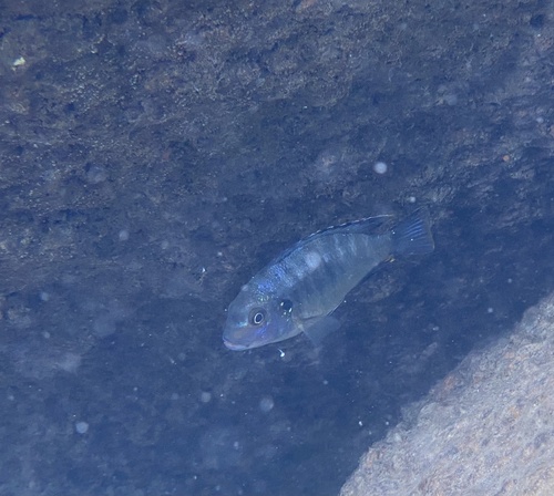 Petrotilapia mumboensis