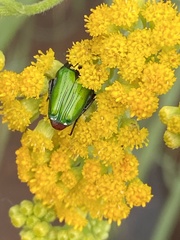 Leucocelis haemorrhoidalis