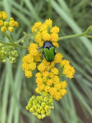 Leucocelis haemorrhoidalis