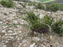 Albuca viscosa